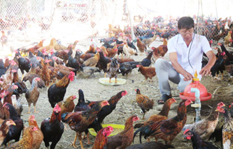 Công thức thức ăn cho vật nuôi mùa nóng